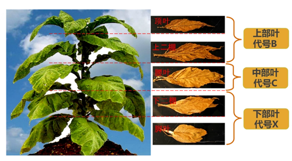 煙葉怎么分級(jí)？煙葉分級(jí)原理和方法