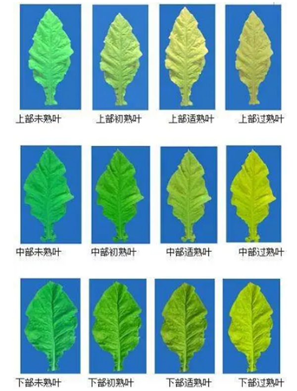 煙葉怎么分級(jí)？煙葉分級(jí)原理和方法2